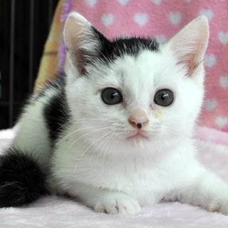 一度見たら忘れられない顔★おにぎり君