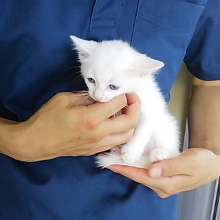 可愛い♪白ネコちゃん(=^ェ^=) まだ１ヶ月