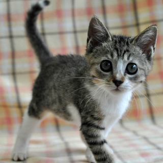 ちょっとおとぼけ顔？キジ白のハナコちゃん