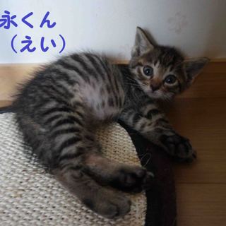 キジトラ男子、永（えい）くん