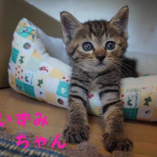 キジトラ女子　いずみちゃん