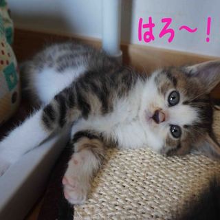 キジ白女子　あゆちゃん