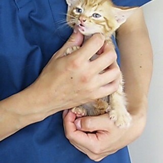 可愛い♪茶トラくん(*´∀｀)まだ１ヶ月