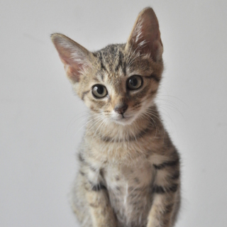 アビシニアンのようなしなやか子猫