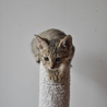 アビシニアンのようなしなやか子猫 サムネイル2