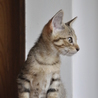 アビシニアンのようなしなやか子猫 サムネイル3