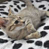 アビシニアンのようなしなやか子猫 サムネイル4