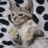 アビシニアンのようなしなやか子猫 サムネイル5