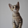 アビシニアンのようなしなやか子猫 サムネイル6