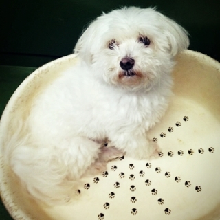 11才まで飼われ保健所持ち込みされたマルチーズ