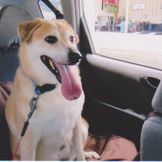 穏やかな性格のミックス犬男の子、家族を急募！！