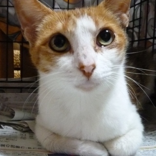 サラちゃんは上品な三毛猫さんです