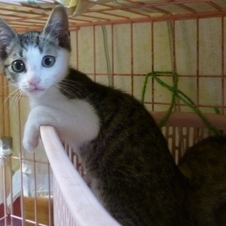 レミノは3兄弟の中で一番元気