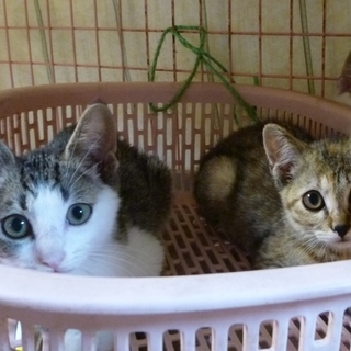 おとなしいミルちゃんは3兄弟