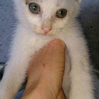 この子を家族に迎えて下さい！