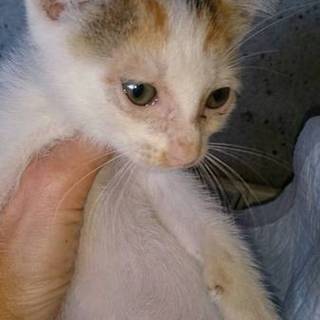 このままだと保健所です！助けて下さい。