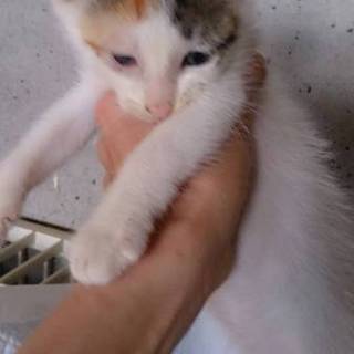 保護主が療養の為、このままだと保健所です！