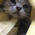 人が大好きなアメショ