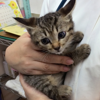 子猫の里親さんを募集します