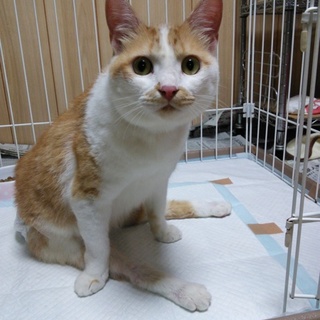 ハンデのある猫ですが