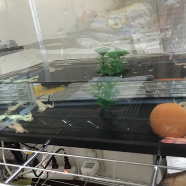 ゴムのおもちゃみたい・~・