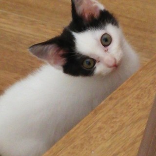 可愛い子猫ちゃん