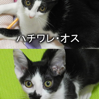 三ヶ月半～四ヶ月の子猫（愛知県優先・他県も可）