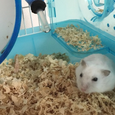 寝起きのれんくん