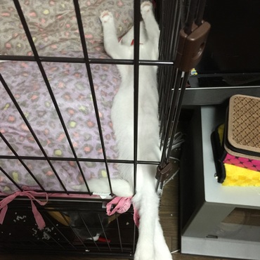 足組んで万歳して寝てますらんたそですどうも。