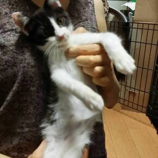 超甘え！３ヶ月のおめめクリクリ猫ちゃん