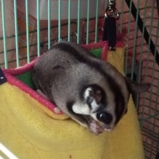 フクロモモンガ オス