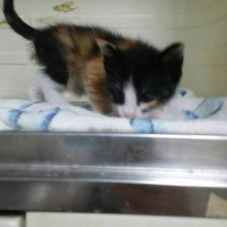 なつっこい三毛猫ちゃん1.5ヶ月