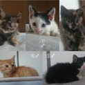 子猫の里親募集