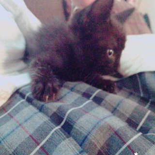 里親決定しました！