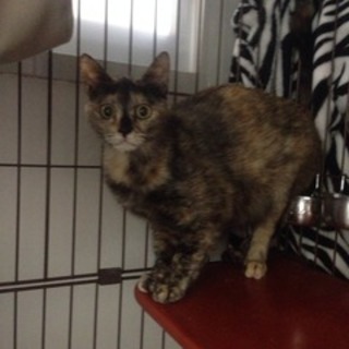 控え目に甘えてくるシャイガール♡ことみ