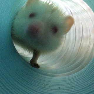 【里親さん決定】ハリネズミ アルビノ オス 7ヶ月