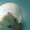 【里親さん決定】ハリネズミ アルビノ オス 7ヶ月 サムネイル2