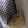 【里親さん決定】ハリネズミ アルビノ オス 7ヶ月 サムネイル3