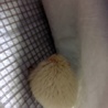 【里親さん決定】ハリネズミ アルビノ オス 7ヶ月 サムネイル4