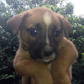 秋田・ブルドックmix 仔犬 6