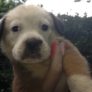 秋田・ブルドック　mix 仔犬 7