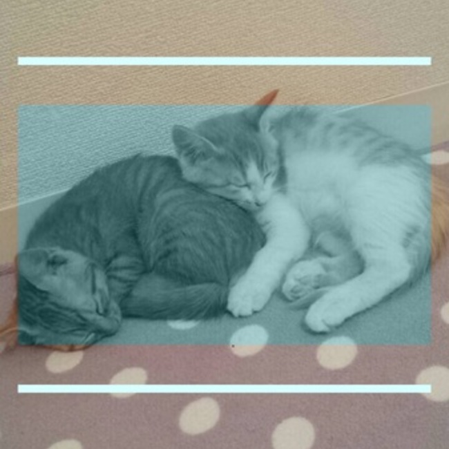 もふわのカバー写真