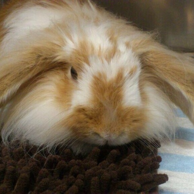 なまけうさぎのカバー写真