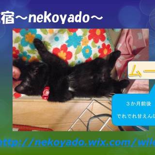 再度募集！黒猫「ムーン」ちゃん♪