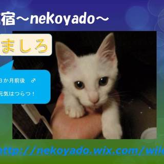 元気はつらつ「ましろ」くん☆