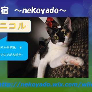 なでなで大好き！三毛猫ニコルちゃん♪