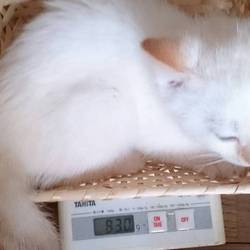 ７月２５日３週間で２倍以上