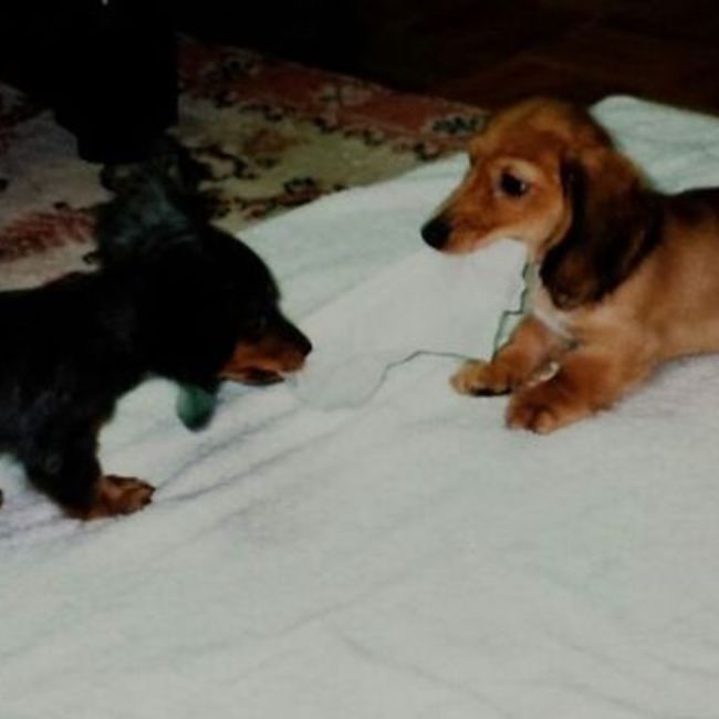 まろんころんのカバー写真