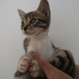 子猫キジトラの里親さんを探しています