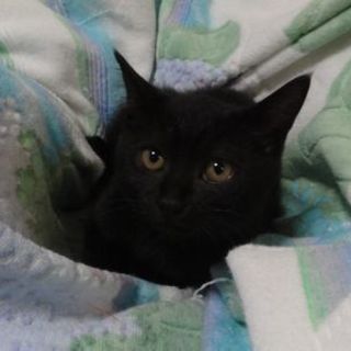 おとなしくかわいい美猫です